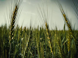 brown wheat field during daytime