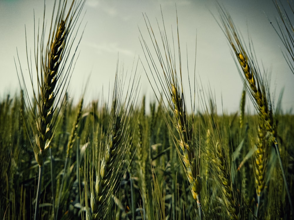 campo di grano bruno durante il giorno