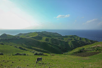 black and white cow on green grass field under blue sky during daytime