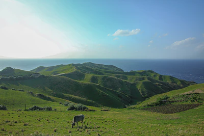 black and white cow on green grass field under blue sky during daytime
