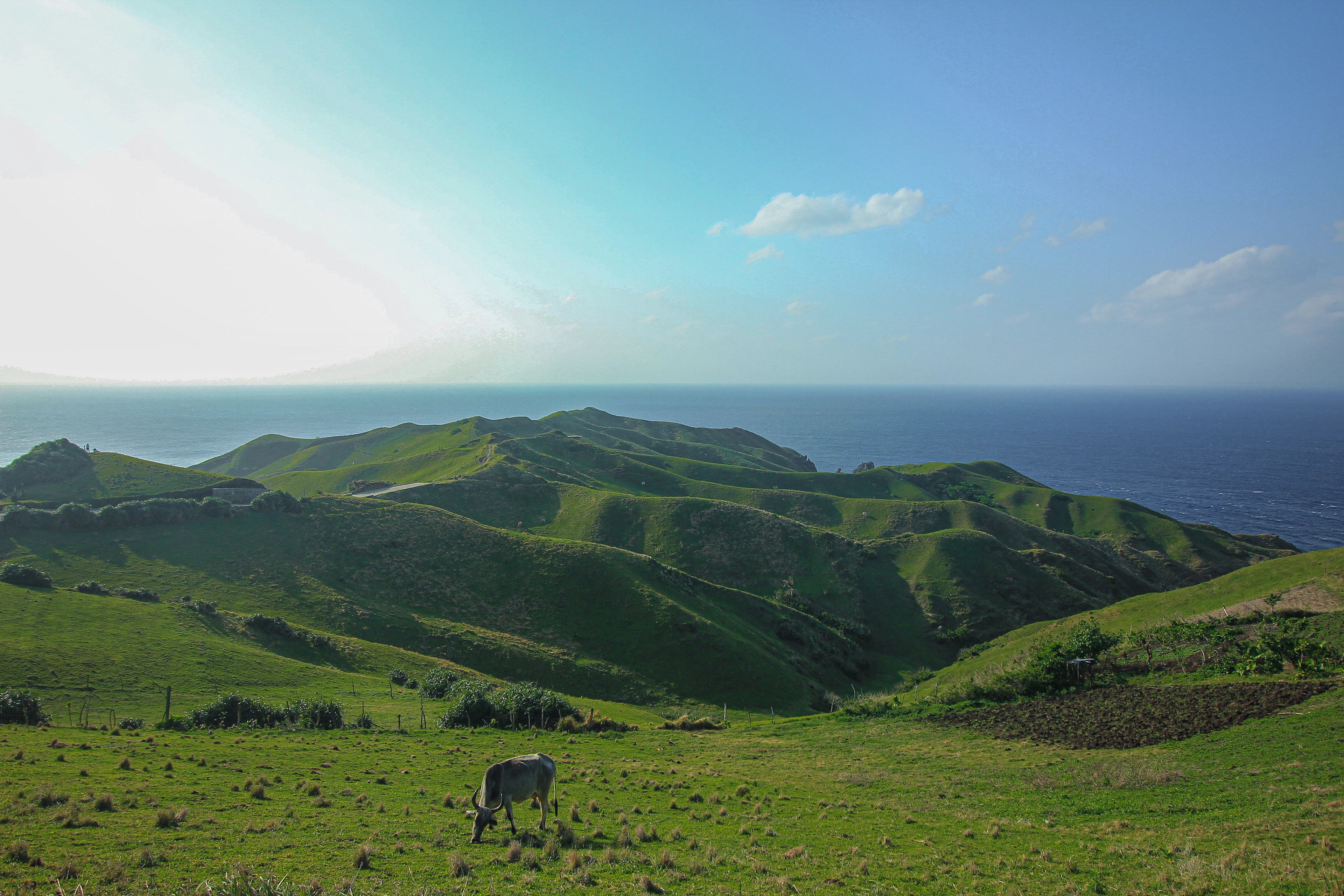 A cow grazing on green hills above the ocean, Batanes