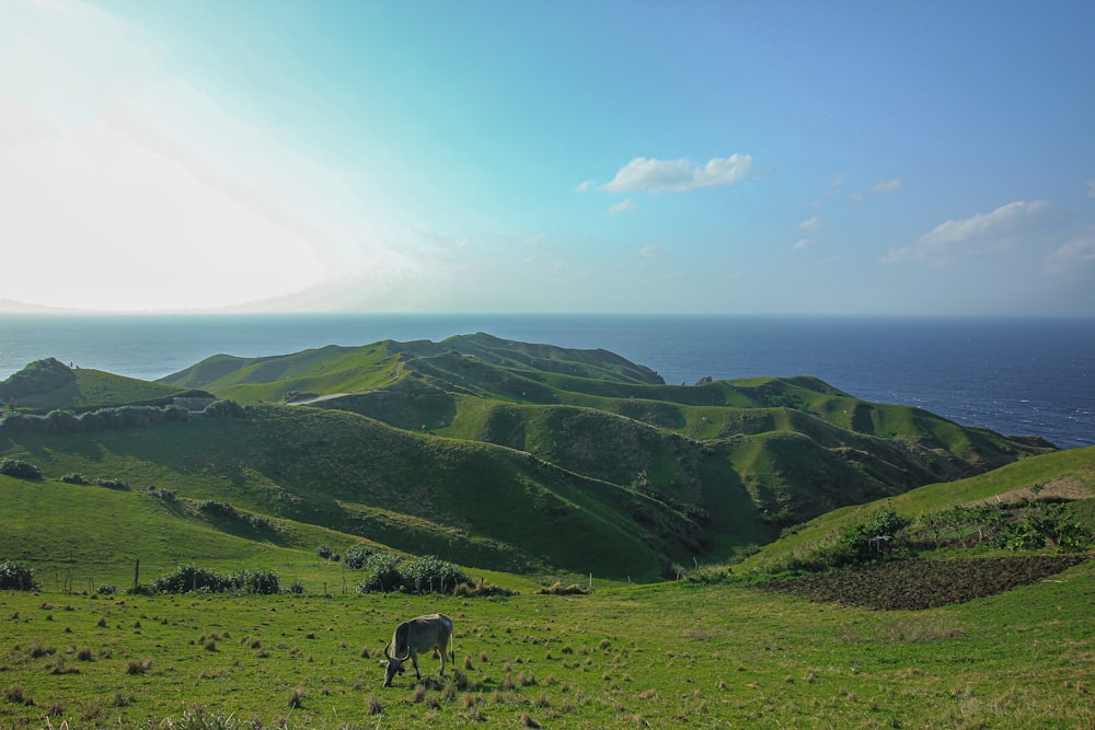 black and white cow on green grass field under blue sky during daytime