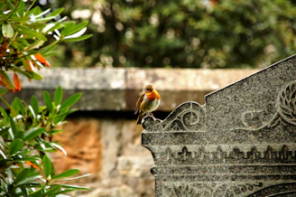 brown and white bird on gray concrete fence during daytime