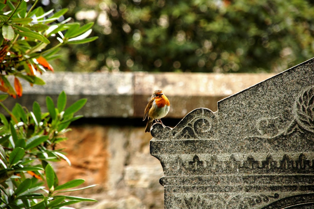 brown and white bird on gray concrete fence during daytime