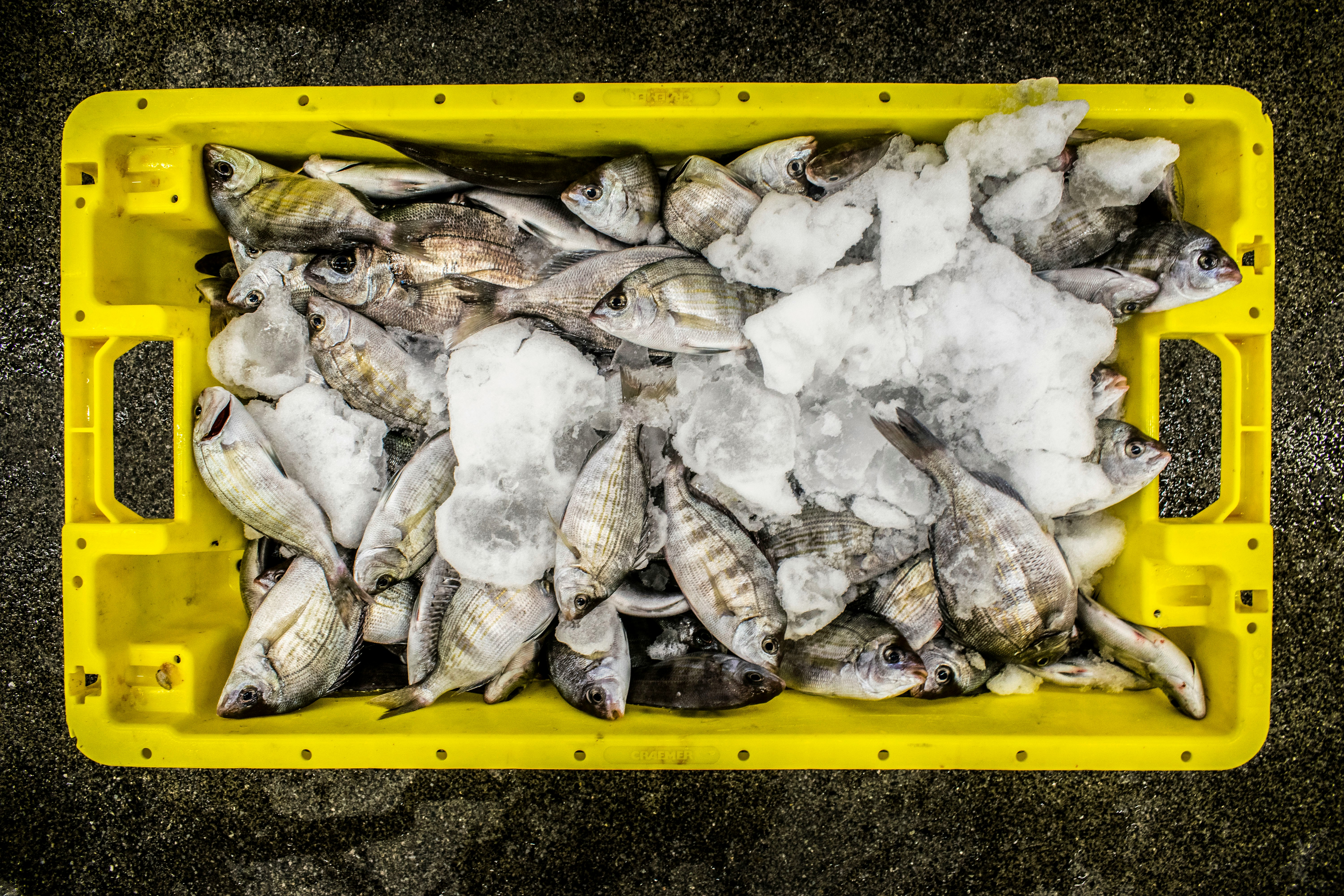 Freshly caught Dorade Grise from the English Channel | Fresh caught North Sea Fish on the fish auction of Scheveningen