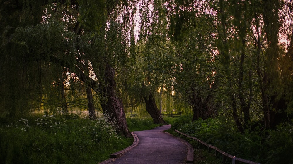 gray concrete road between green trees during daytime