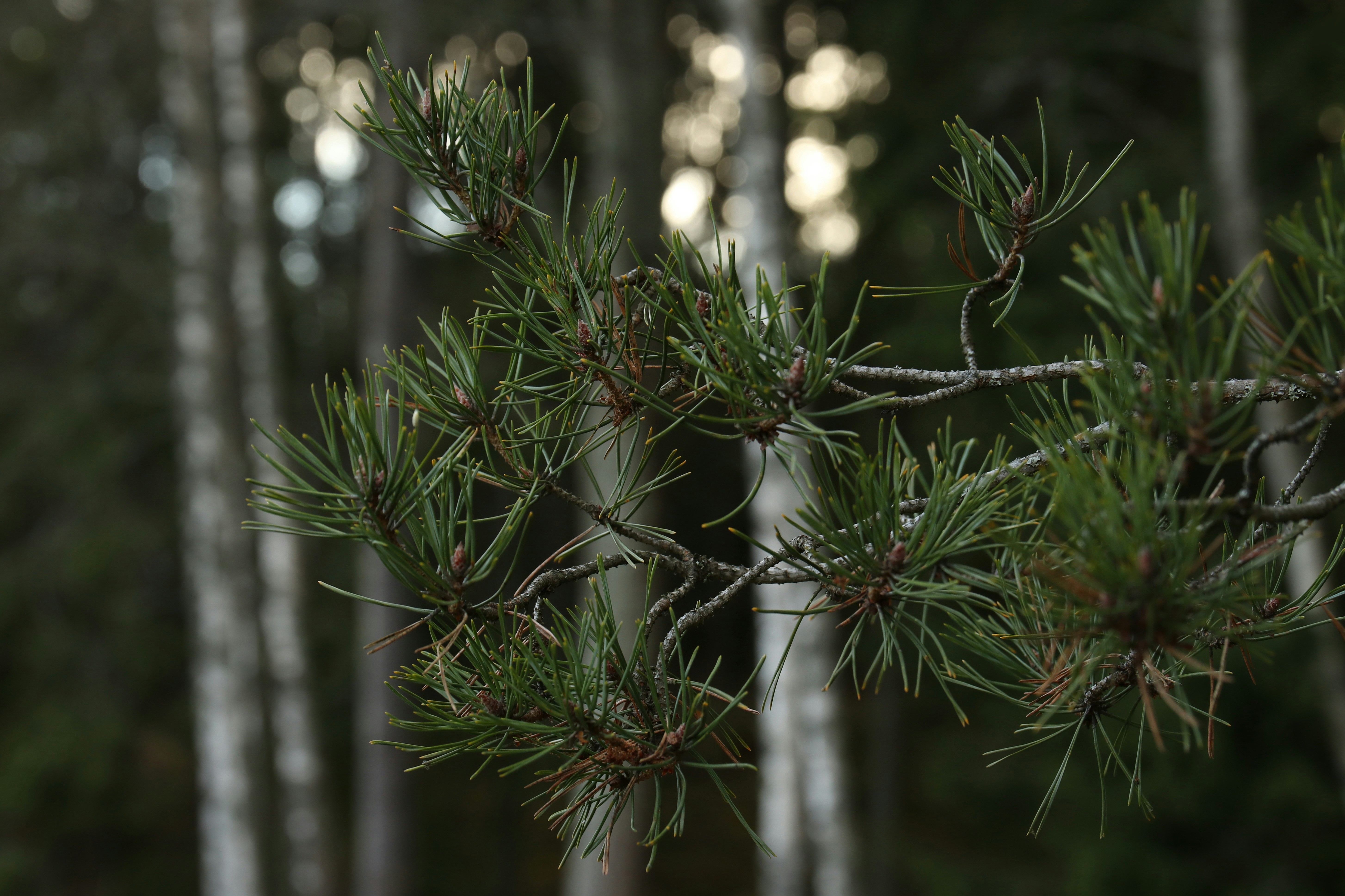 파인 몇부작드라마 관련 이미지1