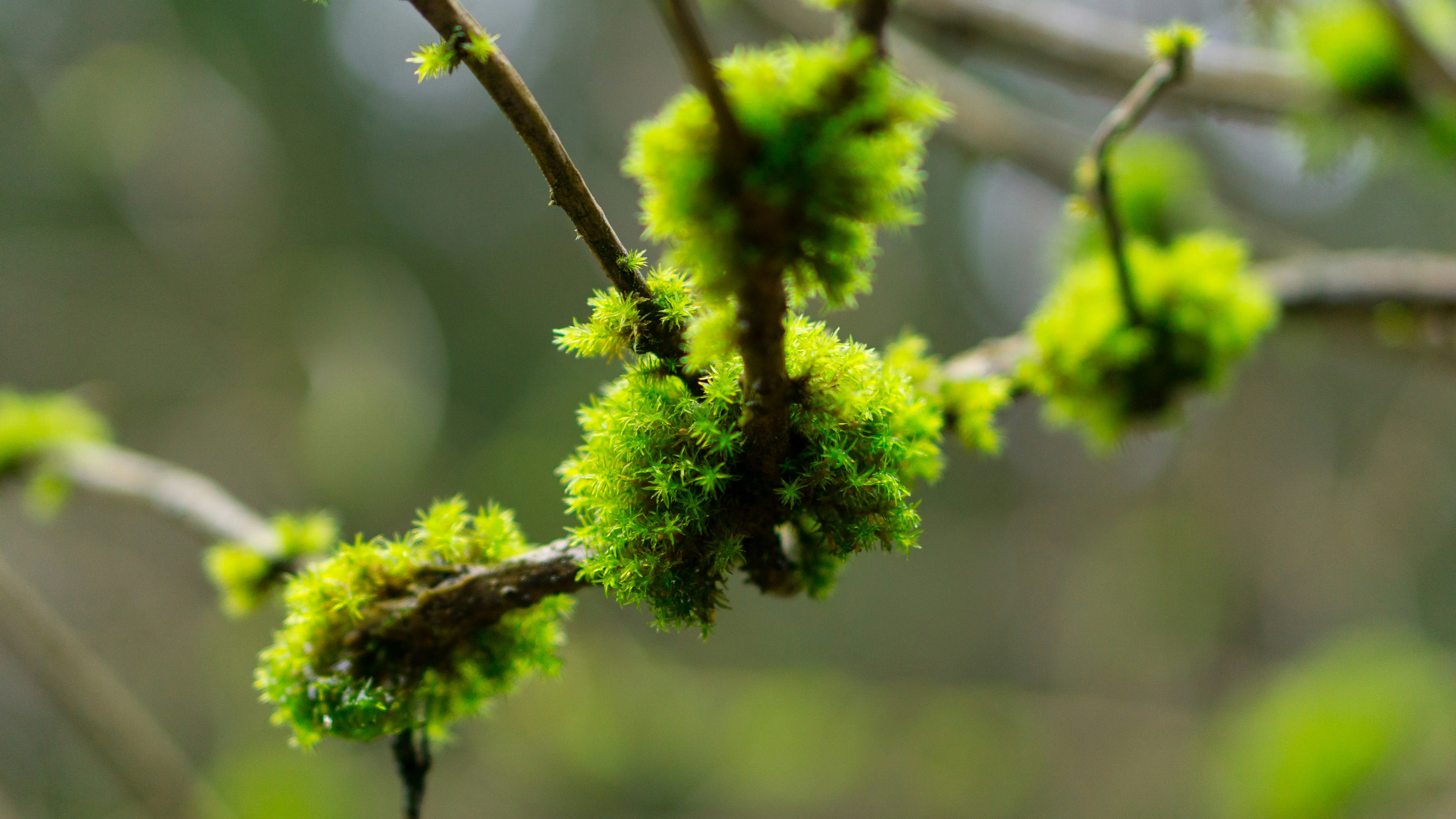 Mosses on a branch of elderberry