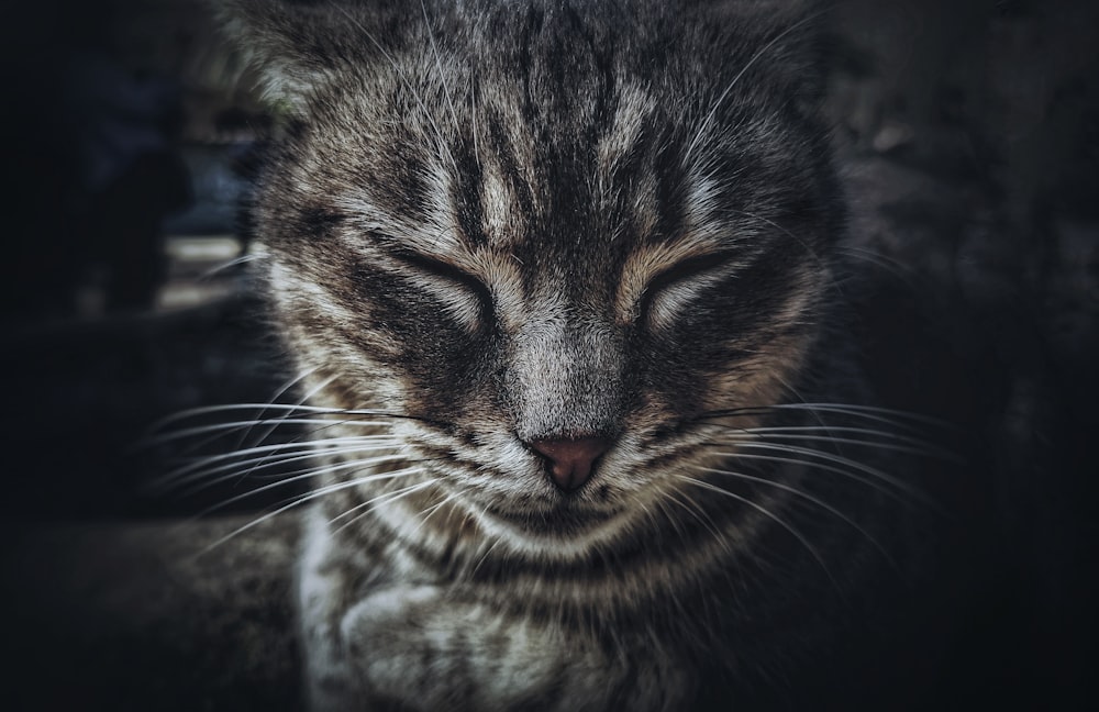 brown and black tabby cat