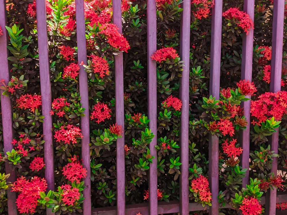 pink flowers on black steel fence