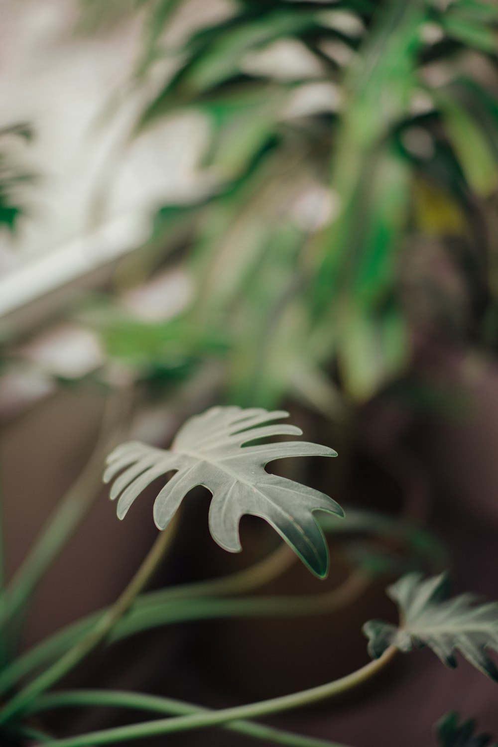 white leaf in tilt shift lens