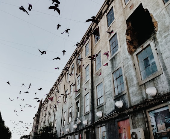 A flock of birds is seen flying in front of an old, multi-story building with numerous windows. The building's surface appears weathered and worn, with a large hole visible near one of the top windows.