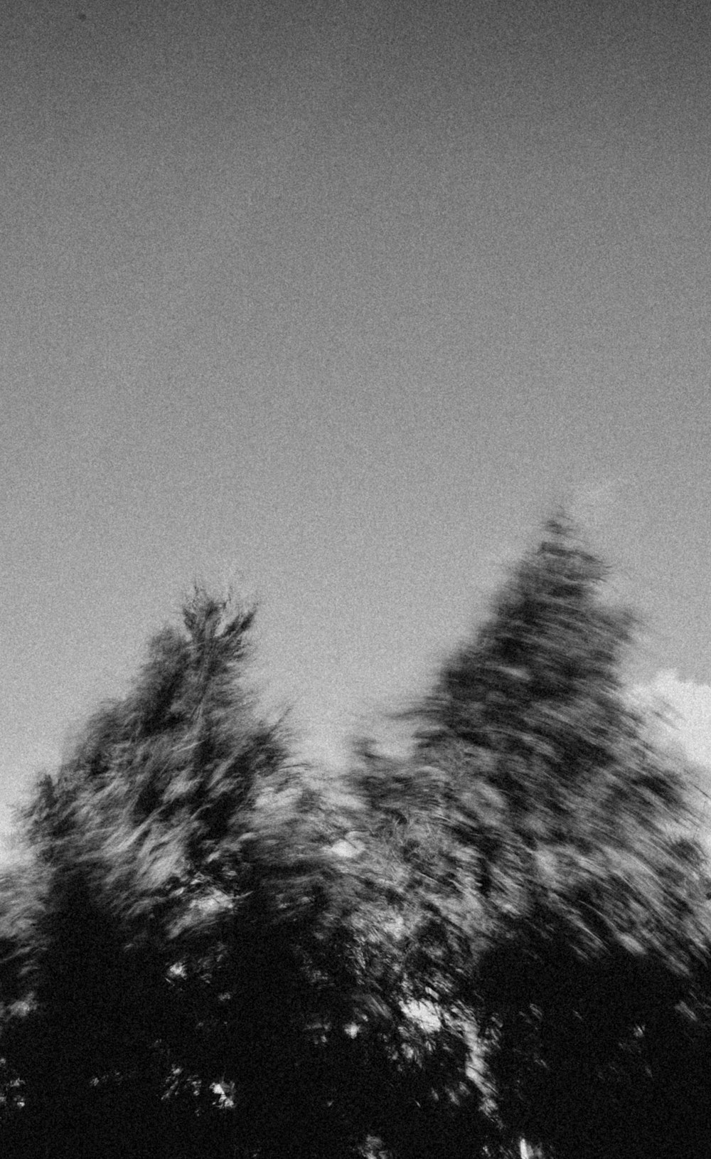 grayscale photo of trees under cloudy sky