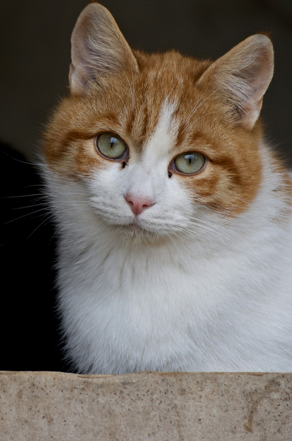 orange and white tabby cat