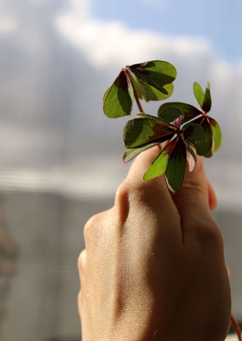 green leaves on persons hand