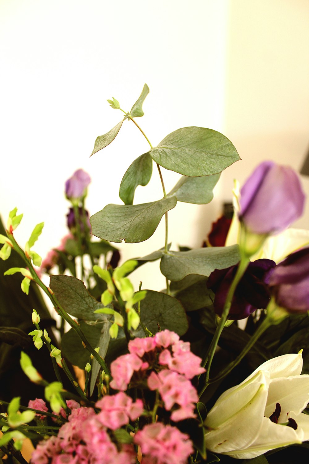 pink and white flowers with green leaves