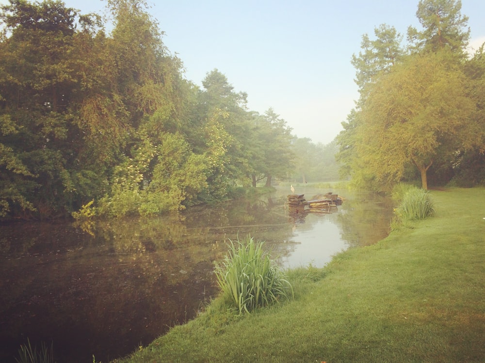 green trees beside river during daytime