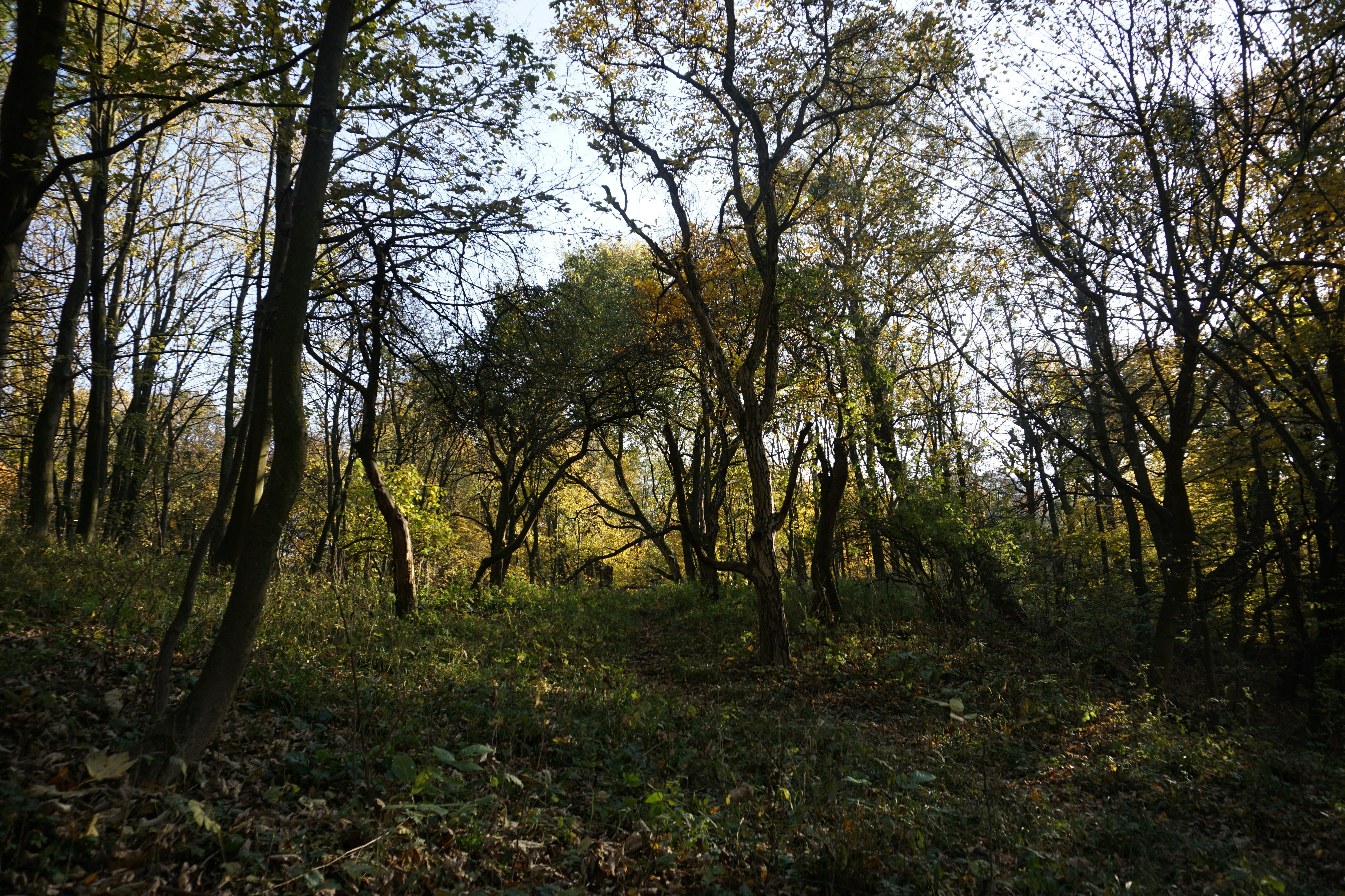 Photo by forest_diver