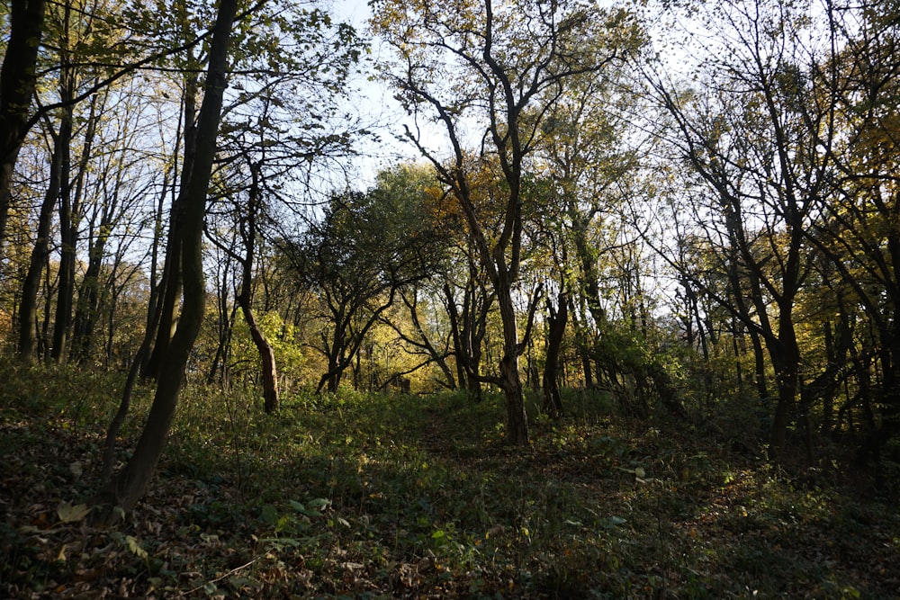 green trees on green grass field during daytime