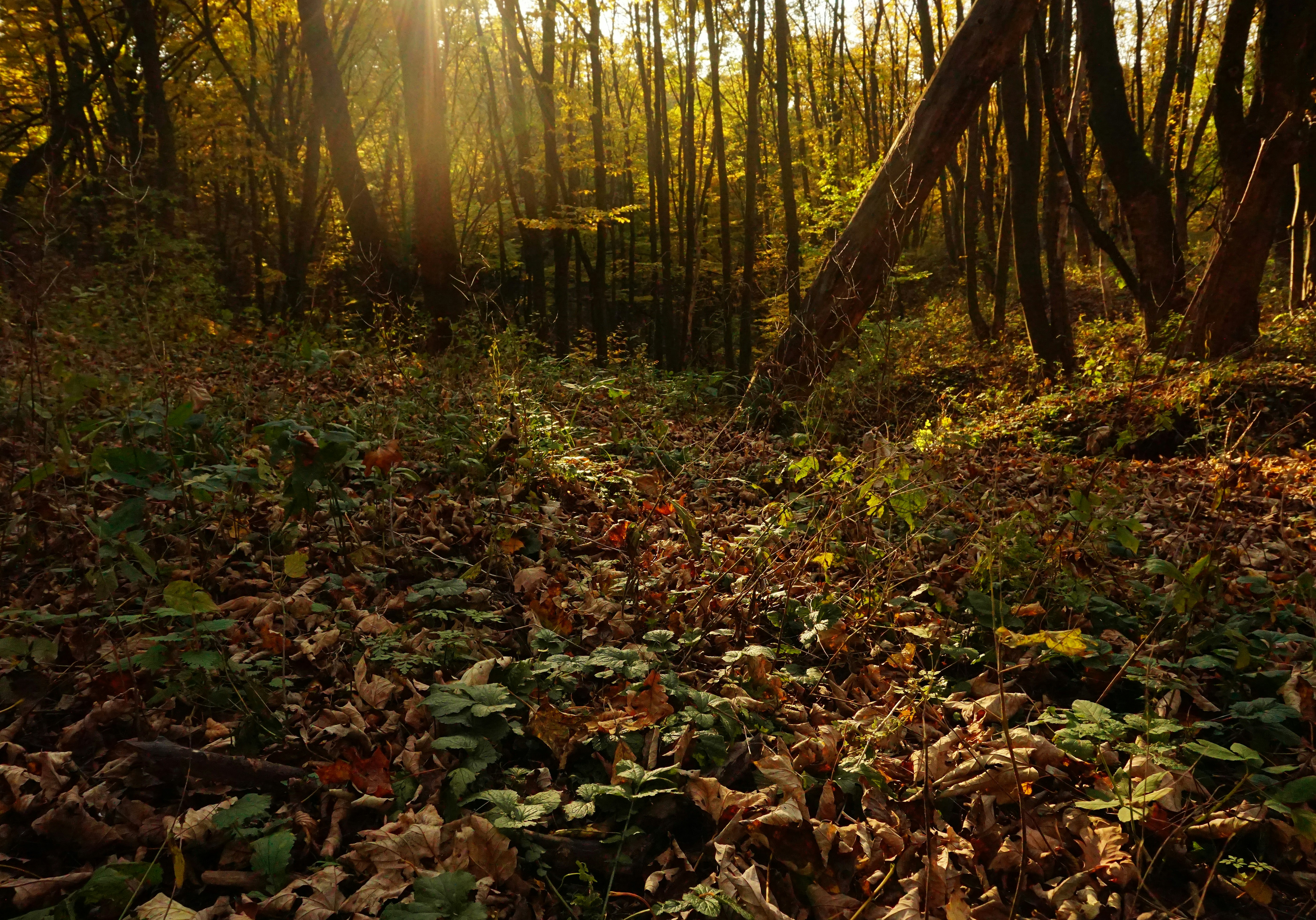 Photo by forest_diver