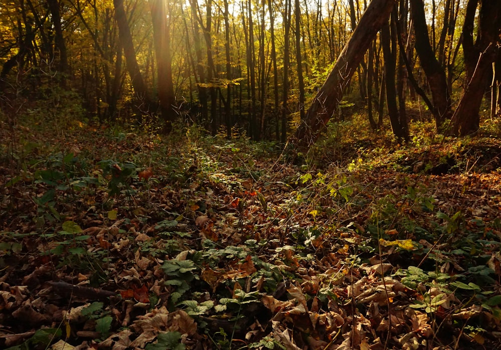 brown dried leaves on ground