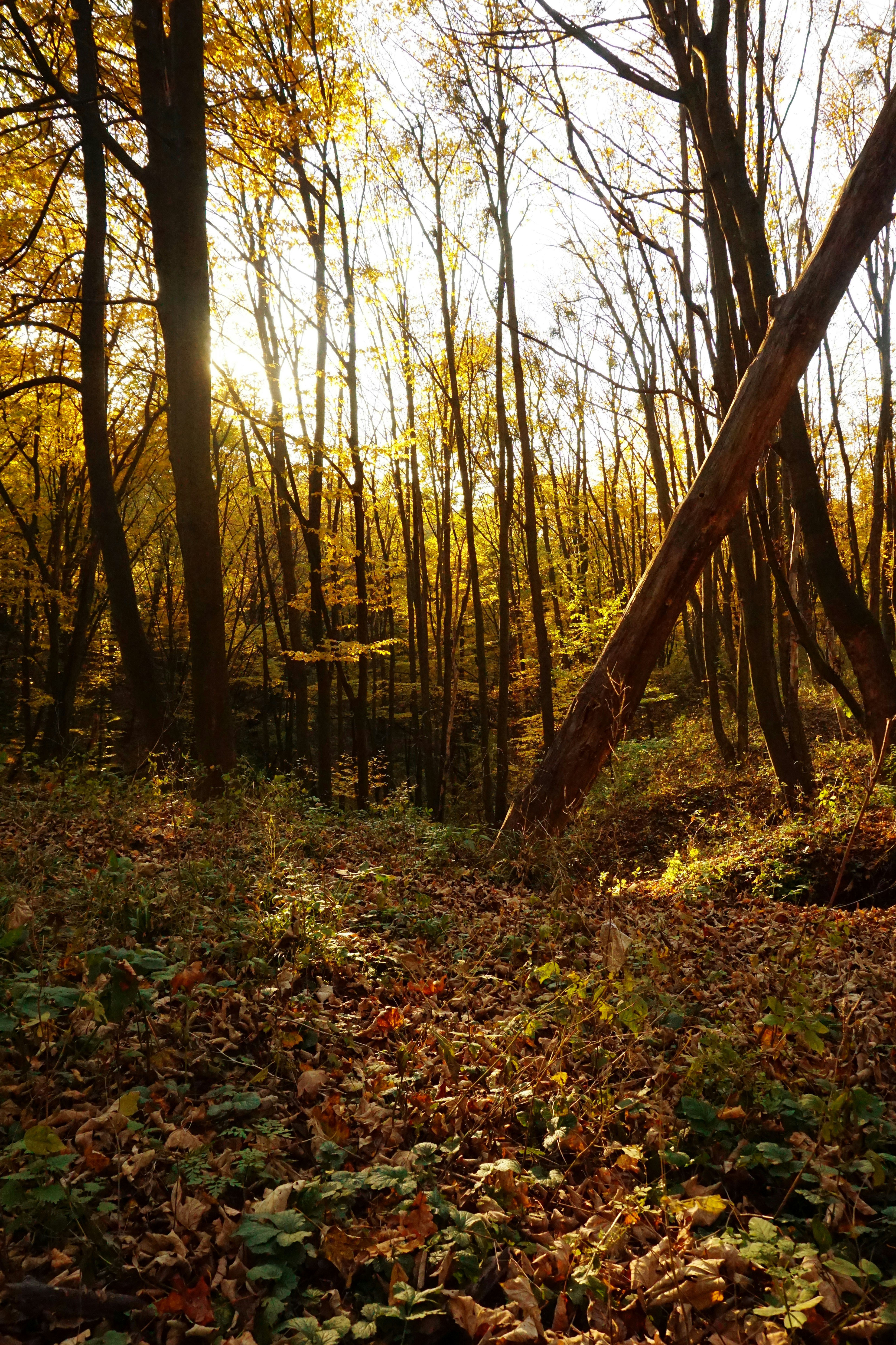 Photo by forest_diver