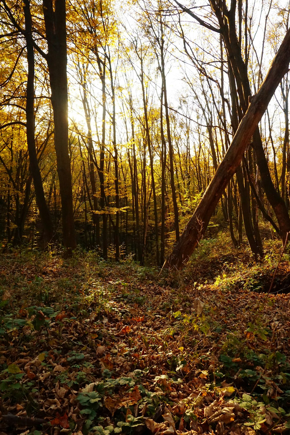 brown trees on brown dried leaves