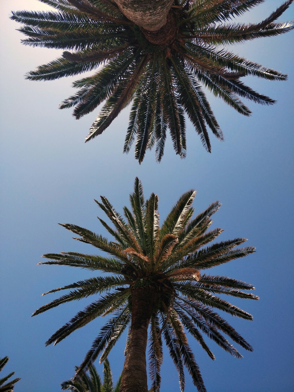 green palm tree under blue sky during daytime