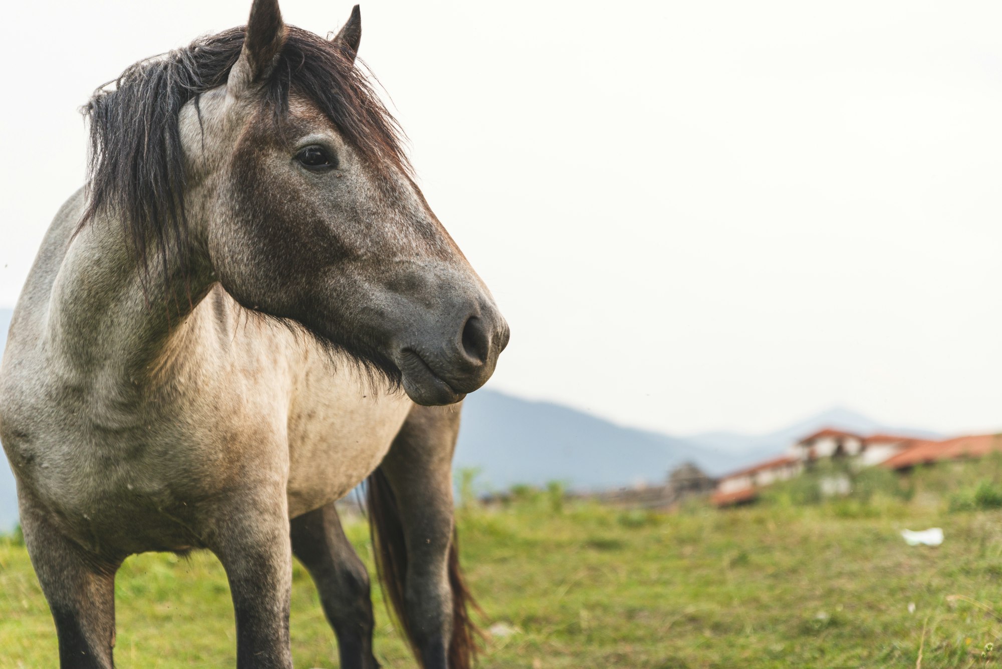 Horse in Bansko, Bulgaria