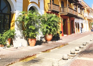 green plants in front of white and brown concrete house