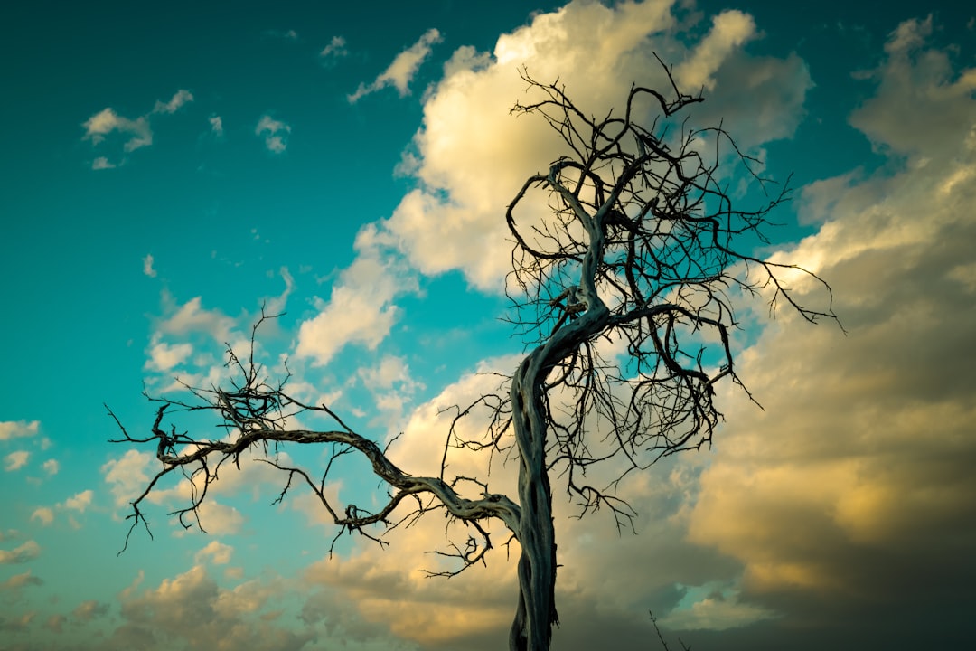 leafless tree under blue sky and white clouds during daytime