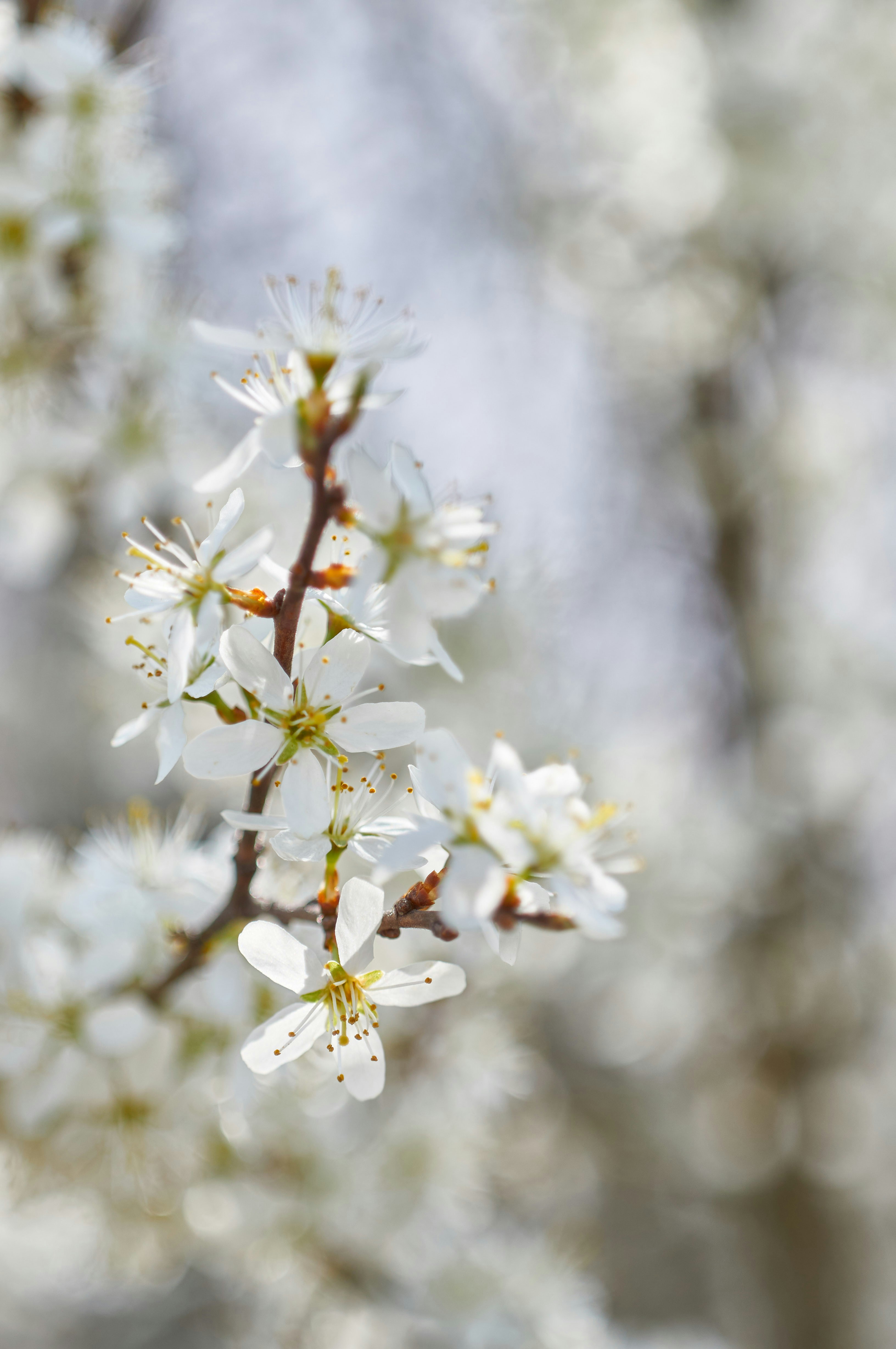 Photo by wolfgang_hasselmann