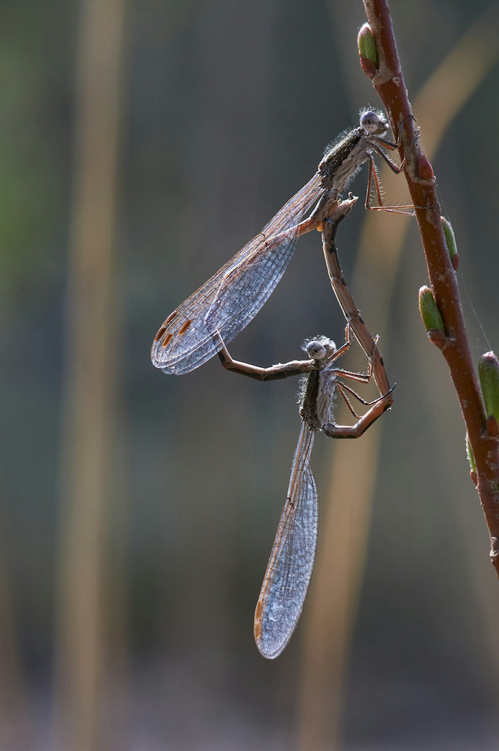 blue damselfly perched on brown stick in close up photography during daytime