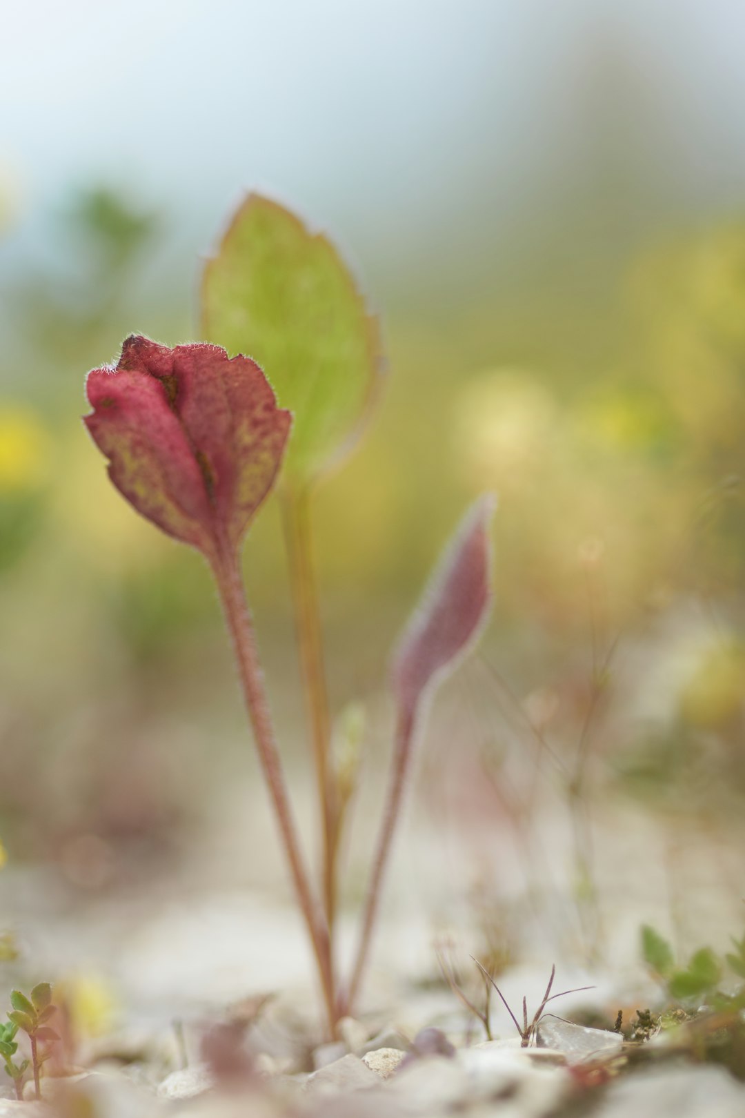 red rose in tilt shift lens