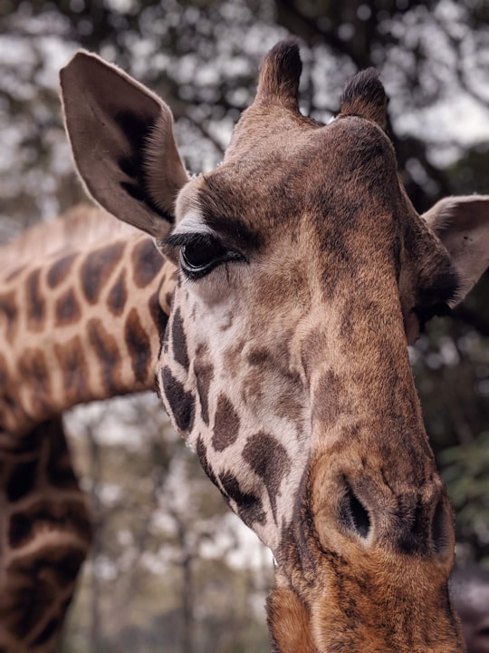 brown giraffe in close up photography in Nairobi Kenya