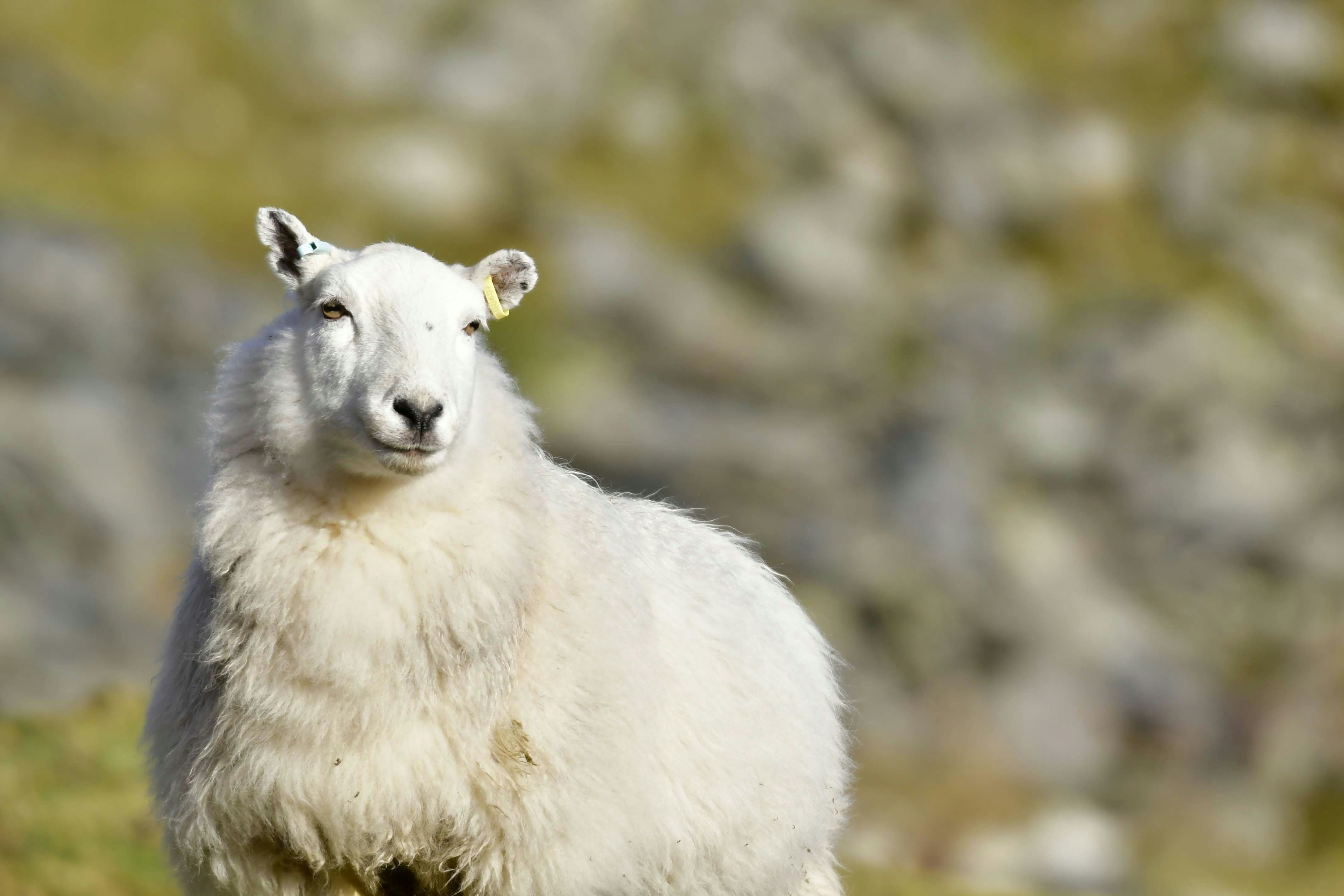 white sheep on brown grass during daytime