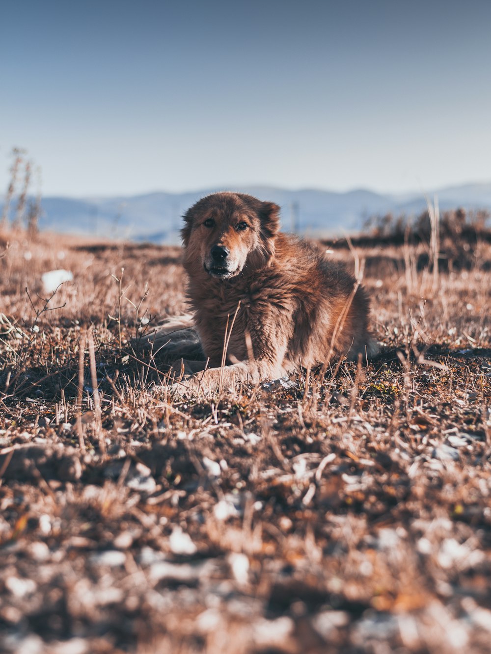 brown long coated dog on brown grass field during daytime