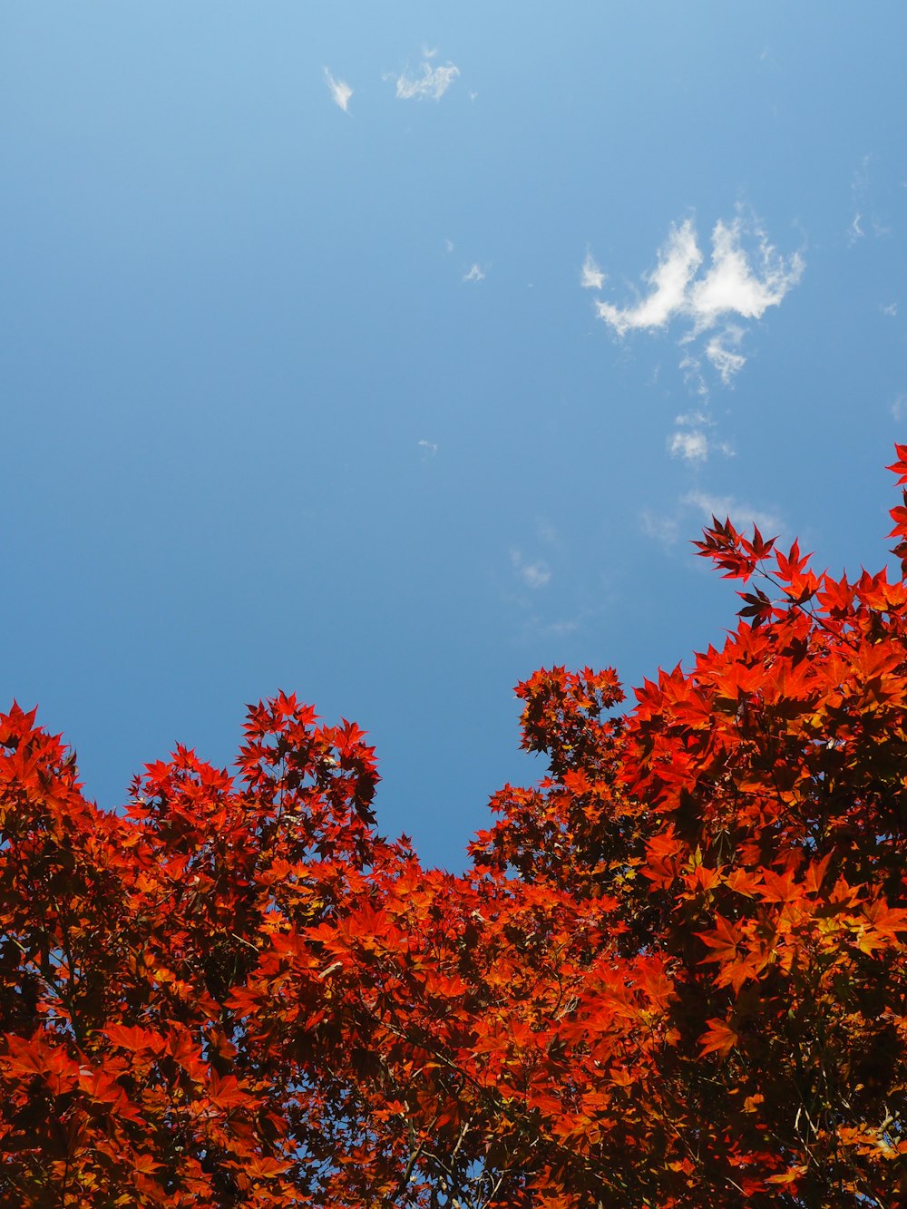orange and red leaves tree under blue sky during daytime