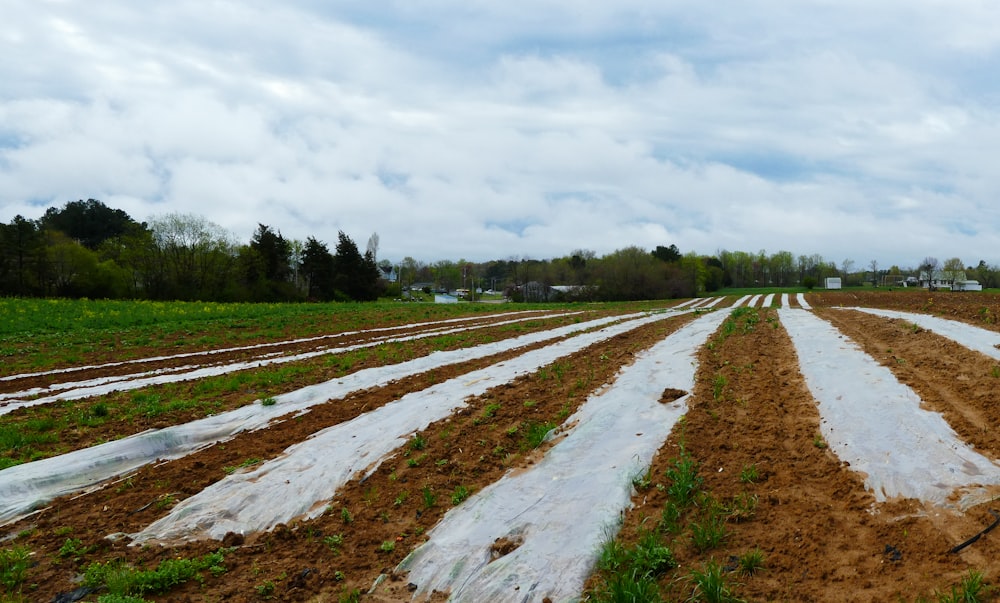 green grass field under white clouds during daytime