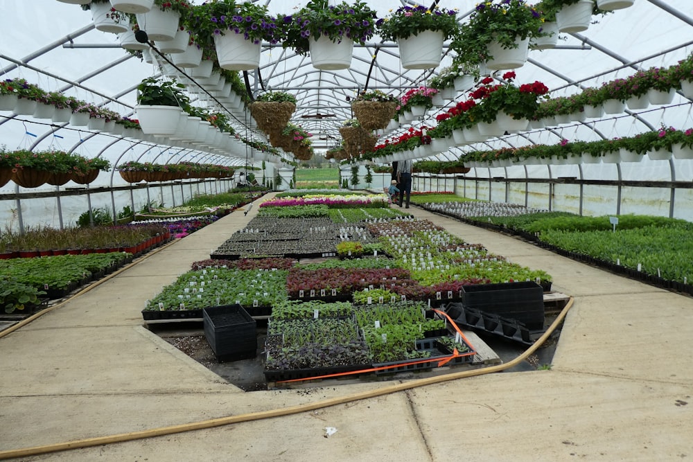 flores vermelhas em vasos de plantas pretas