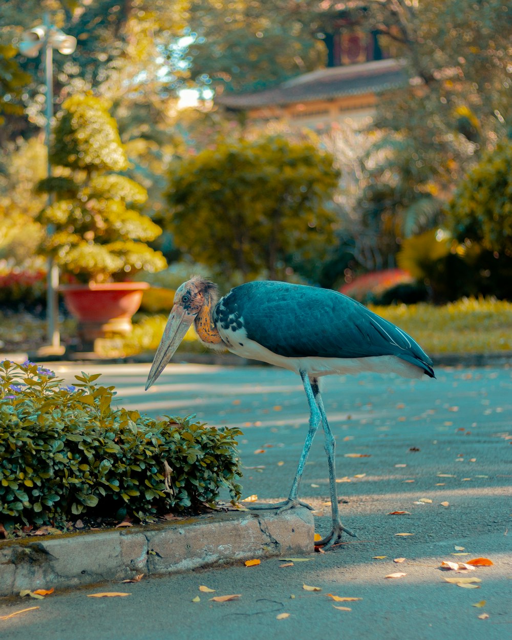 blue and white bird on green grass during daytime