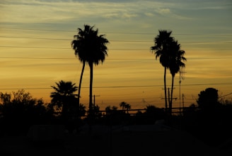 silhouette of palm trees during sunset