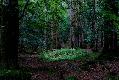 Trilho de floresta com luz suave