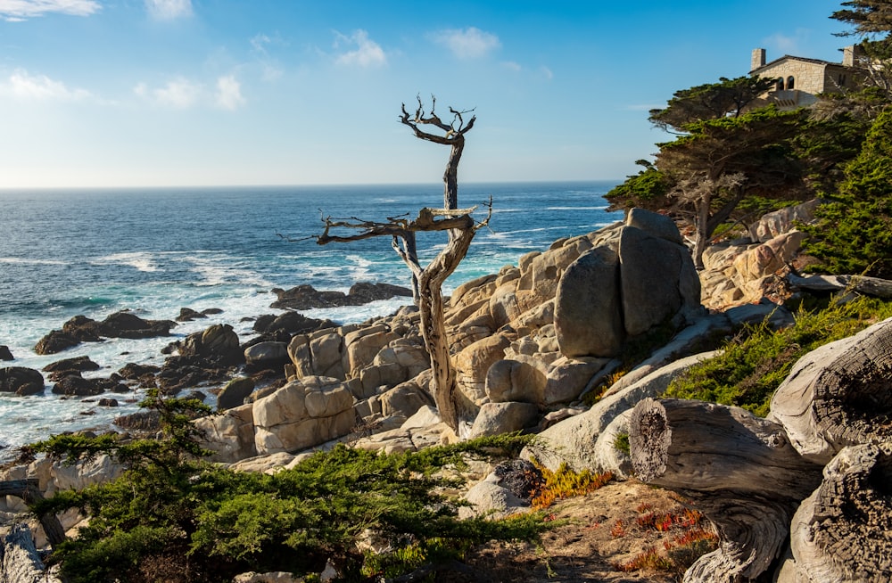 brown bare tree on gray rock formation near body of water during daytime