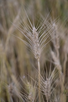 Close-up of a wheat stalk with multiple grains and spikes against a blurred background of similar wheat plants, emphasizing agricultural growth and nature.