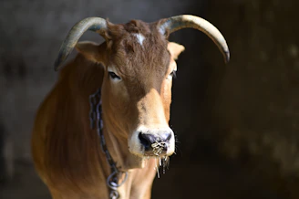 Close-up of a traditional Indian cow with golden sunlight highlighting its gentle eyes, symbolizing purity and natural healing.