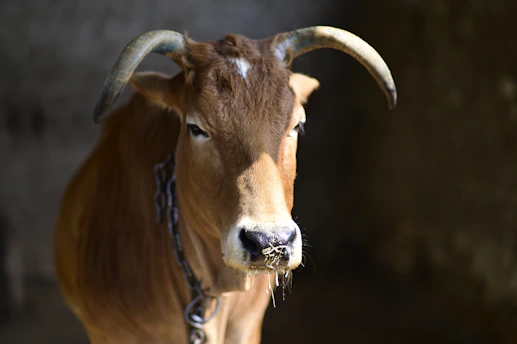 A close-up of a cow's gentle eyes reflecting a somber mood.