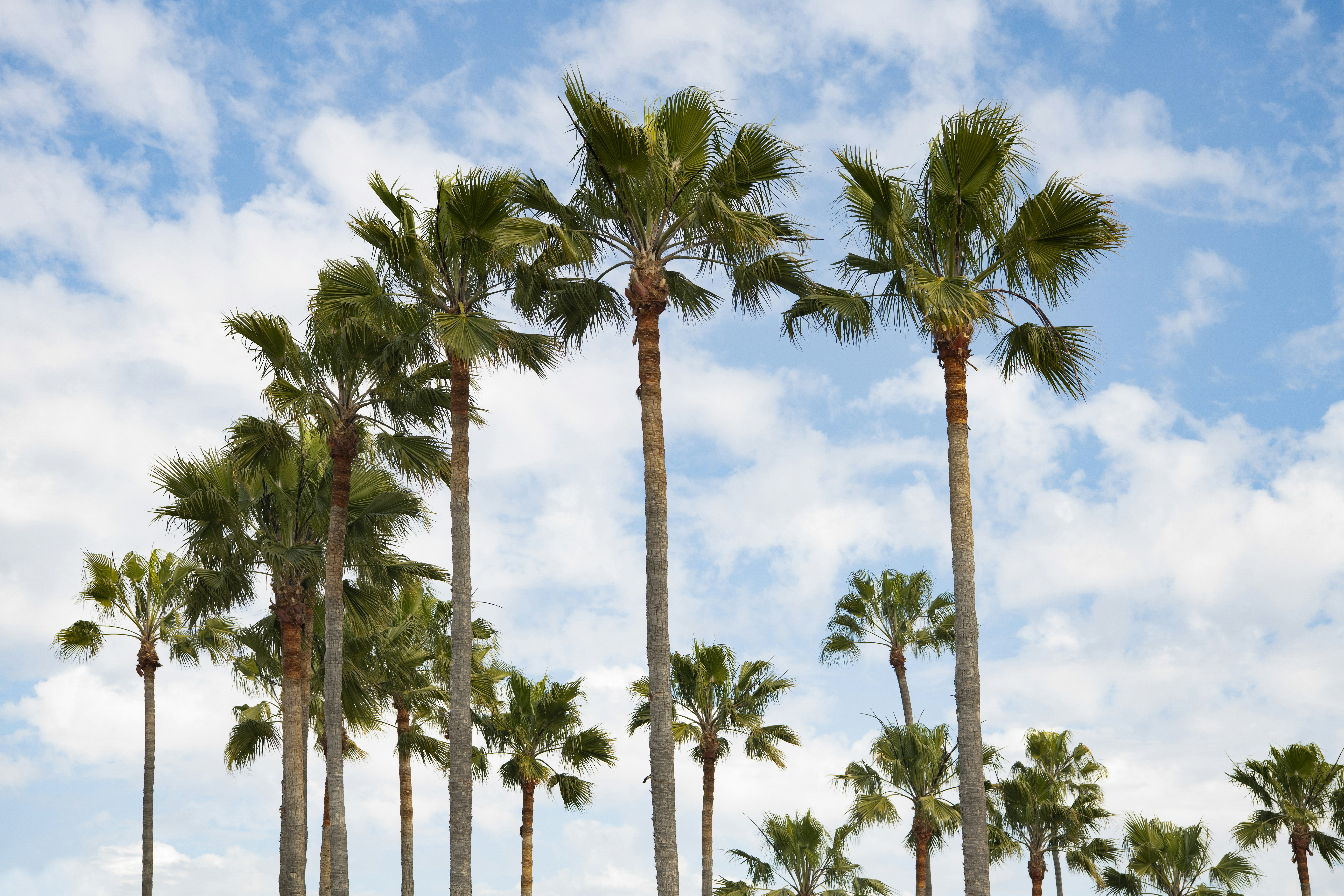 green palm trees under blue sky during daytime