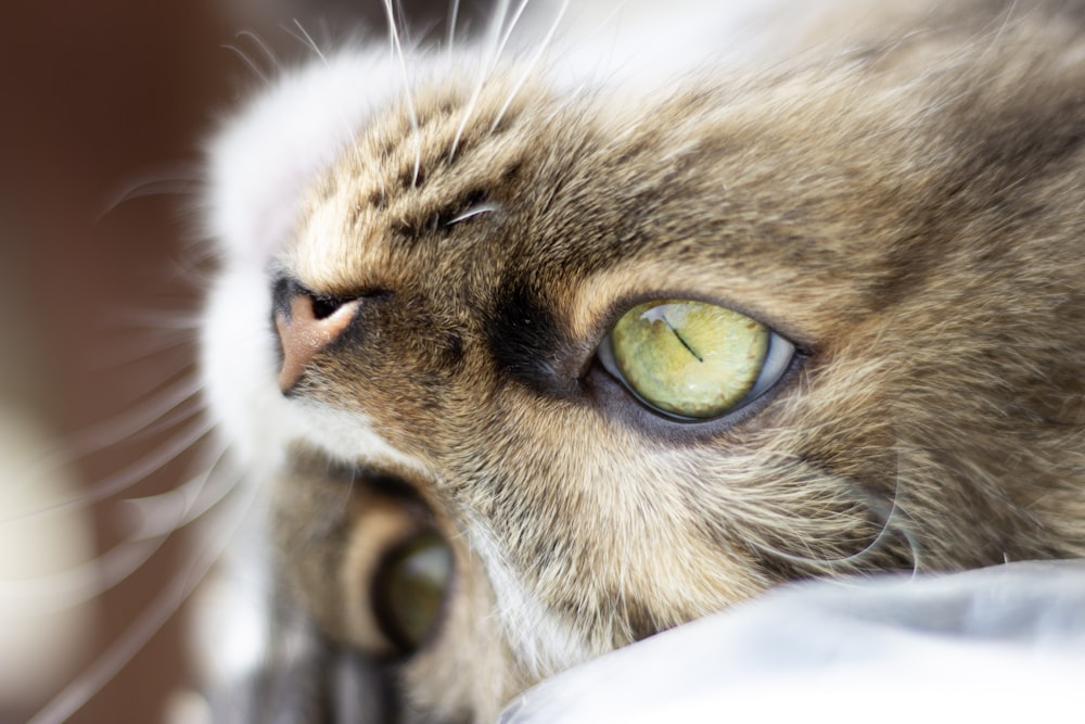 brown tabby cat on white textile