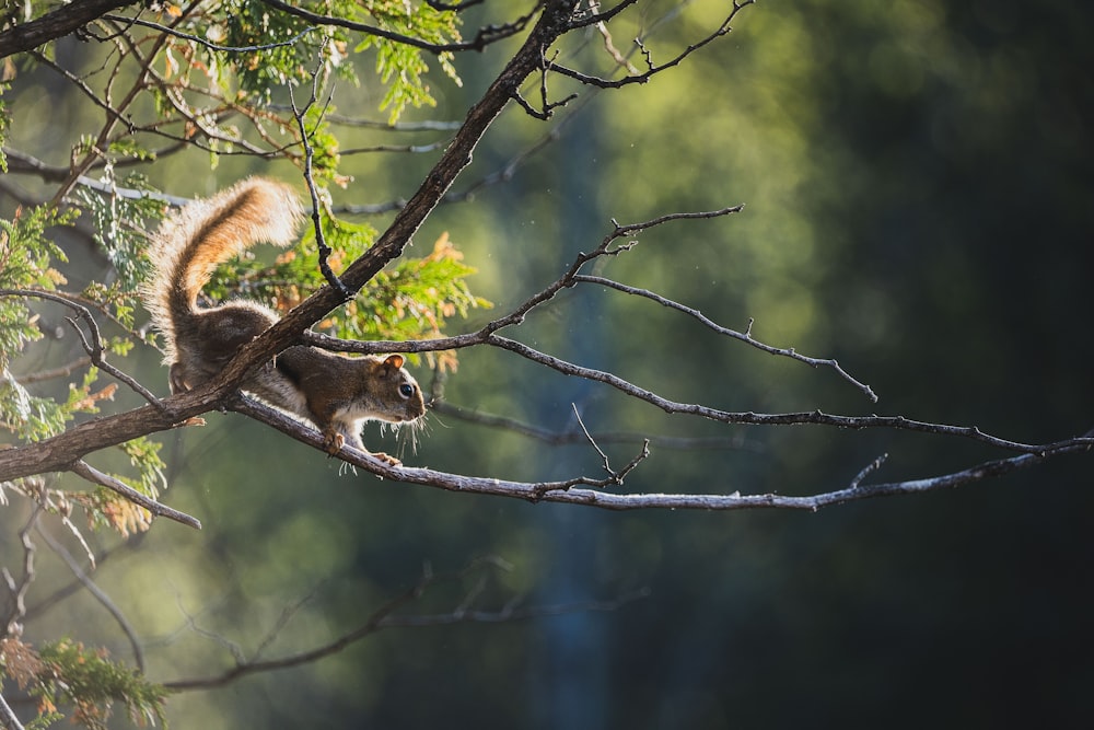 brown squirrel on tree branch during daytime